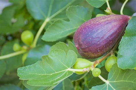 開花無花果花|イチジク(無花果)の種類・品種まとめ｜特徴や育て方も紹